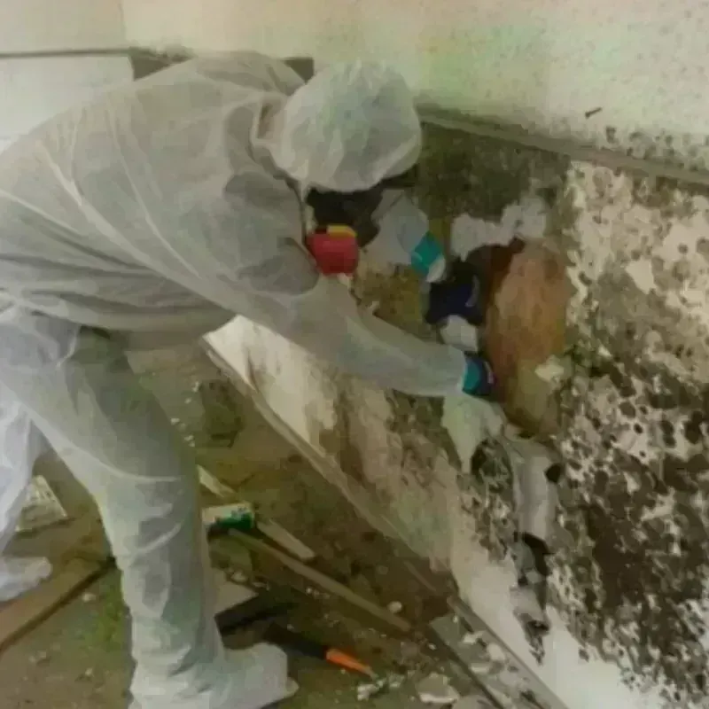 Mold Remediation and Removal in Supreme, LA